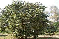 Pterospermum acerifolium